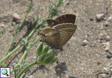 Weiblicher Großer Wanderbläuling (Long-tailed Blue, Lampides boeticus)