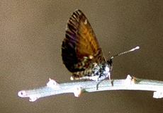 Kanarenbläuling (Canary Blue, Cyclyrius webbianus)