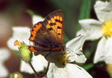 Kleiner Feuerfalter (Small Copper, Lycaena phlaeas)