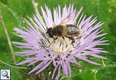 Mistbiene (European Hoverfly, Eristalis tenax)