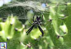 Weibliche Opuntienspinne (Tent-web Spider, Cyrtophora citricola)