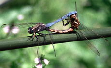 Rahmstreif-Blaupfeil (Epaulet Skimmer, Orthetrum chrysostigma)