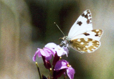 Weiblicher Reseda-Weißling (Bath White, Pontia daplidice)