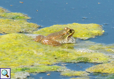 Spanischer Wasserfrosch (Perez's Frog, Rana perezi)