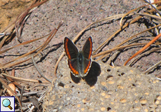 Südlicher Sonnenröschen-Bläuling (Southern Brown Argus, Aricia cramera)