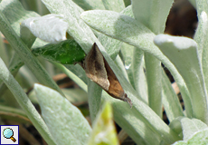 Südliche Schnabeleule (Hypena lividalis)