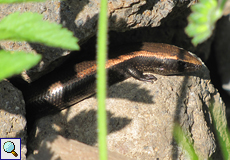 Westkanarenskink (West Canary Skink, Chalcides viridanus)