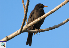Männliche Amsel (Blackbird, Turdus merula cabrerae)