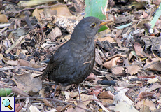 Weibliche Amsel (Blackbird, Turdus merula cabrerae)