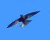 Einfarbsegler (Plain Swift, Apus unicolor)