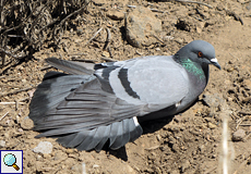 Felsentaube (Feral Rock Pigeon, Columba livia)