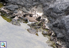 Flussuferläufer (Common Sandpiper, Actitis hypoleucos)