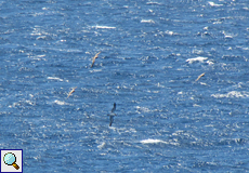 Gelbschnabel-Sturmtaucher (Cory's Shearwater, Calonectris diomedea)