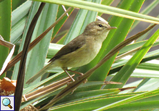 Kanaren-Zilpzalp (Canary Islands Chiffchaff, Phylloscopus canariensis)