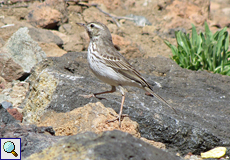 Kanarenpieper (Canarian Pipit, Anthus berthelotii)