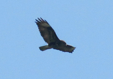 Mäusebussard (Common Buzzard, Buteo buteo insularum)