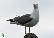 Mittelmeermöwe (Yellow-legged Gull, Larus michahellis atlantis)