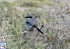 Raubwürger (Great Grey Shrike, Lanius excubitor)