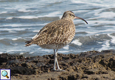 Regenbrachvogel (Whimbrel, Numenius phaeopus)