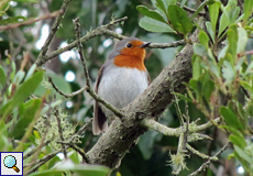 Rotkehlchen (European Robin, Erithacus rubecula superbus)