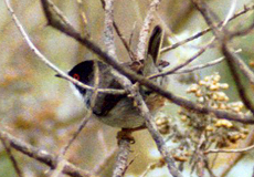 Männliche Samtkopf-Grasmücke (Sardinian Warbler, Sylvia melanocephala leucogastra)