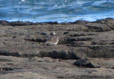 Sandregenpfeifer (Ringed Plover, Charadrius hiaticula)