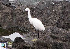 Seidenreiher (Little Egret, Egretta garzetta)