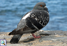 Stadttaube (Pigeon, Columba livia f. domestica)