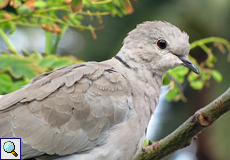 Türkentaube (Collared Dove, Streptopelia decaocto)