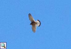 Turmfalke (Kestrel, Falco tinnunculus canariensis)