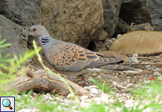 Turteltaube (Turtle Dove, Streptopelia turtur)