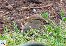 Weiblicher Weidensperling (Spanish Sparrow, Passer hispaniolensis hispaniolensis)