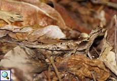 Unbestimmte Reptilienart Nr. 1 in der Quebrada Agua Clara