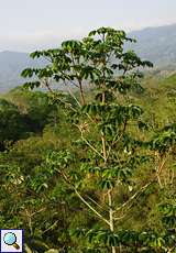 Cecropia-Baum im Gebirge in Carabobo