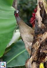 Rotschwanzguan (Ortalis ruficauda)