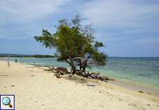 Arakanga oder Hellroter Ara (Ara macao)