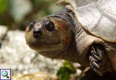 Weibliche Arrauschildkröte (South American River Turtle, Podocnemis expansa)