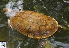 Weibliche Arrauschildkröte (South American River Turtle, Podocnemis expansa)
