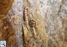Rübenschwanzgecko (Turnip-tailed Gecko, Thecadactylus rapicauda), Porträt