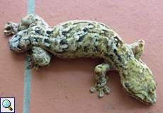 Rübenschwanzgecko (Turnip-tailed Gecko, Thecadactylus rapicauda)