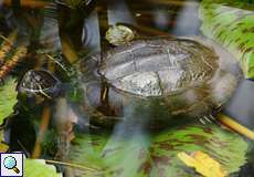 Rotwangen-Schmuckschildkröte (Meso-American Slider, Trachemys scripta elegans)