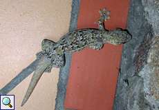 Rübenschwanzgecko (Turnip-tailed Gecko, Thecadactylus rapicauda)