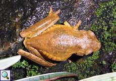 Hypsiboas crepitans (Emerald-eyed Treefrog)