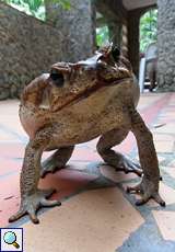 Agakröte in Drohhaltung (Cane Toad, Rhinella marina)