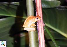 Dendropsophus minutus (Minute Treefrog), Männchen