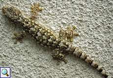 Rübenschwanzgecko (Turnip-tailed Gecko, Thecadactylus rapicauda)