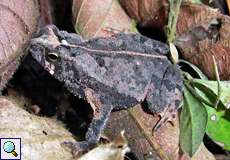 Rhinella sternosignata (Falcon Toad)