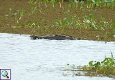 Spitzkrokodil (American Crocodile, Crocodylus acutus)