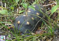 Köhlerschildkröte (Red-footed Tortoise, Chelonoidis carbonaria)