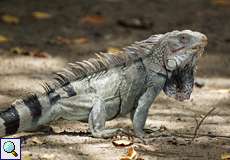 Männlicher Grüner Leguan (Green Iguana, Iguana iguana)